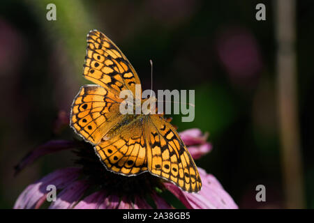 Euptoieta Claudia ou variegated fritillary sur l'échinacée. C'est un papillon d'Amérique du Nord et du sud de la famille des Nymphalidae. Banque D'Images