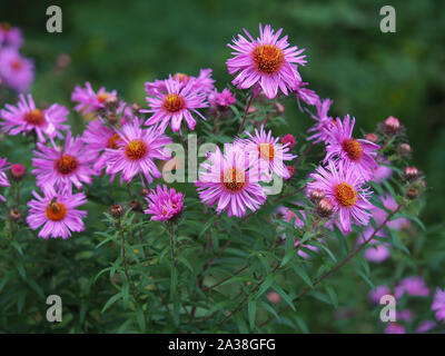 New England rose asters (Aster novae-angliae) floraison dans un jardin Banque D'Images