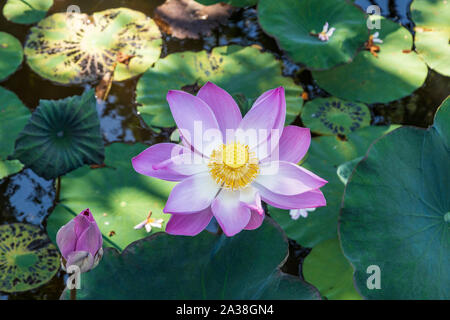 Fleurs de Lotus rose indien, lotus, lotus sacré, bean de l'Inde (Nelumbo nucifera) à Ubud, Bali, Indonésie, Asie du sud-est Banque D'Images