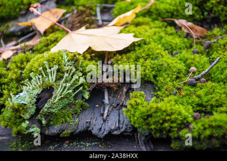 Belle variété de mousses et de lichens sur le vieux toit de bois en automne Banque D'Images