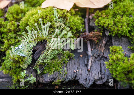 Belle variété de mousses et de lichens sur le vieux toit de bois en automne Banque D'Images