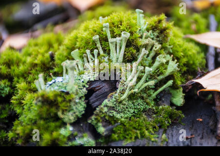 Belle variété de mousses et de lichens sur le vieux toit de bois en automne Banque D'Images