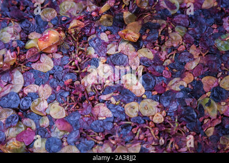 Sélective, soft focus sur colorés, de raisin dans le processus de production de vigne fait maison Banque D'Images