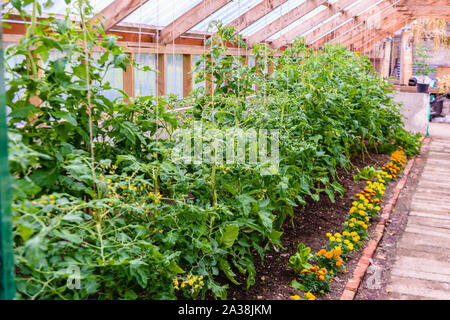 La croissance des plants de tomates en serre avec œillets pour empêcher les parasites de l'établissement. Banque D'Images