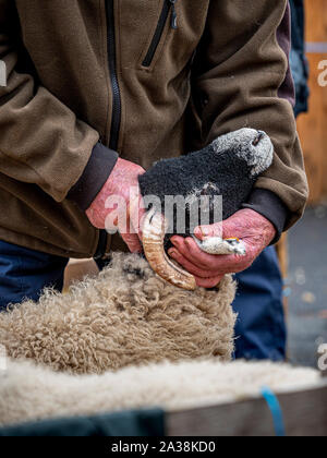 L'inspection des juges à Moutons Moutons Masham juste Banque D'Images
