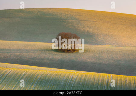 Les collines du Parc National des South Downs. East Sussex, Angleterre Banque D'Images