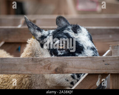 Gros plan d'un mouton dans un enclos en bois à Masham Sheep Fair, North Yorkshire, Royaume-Uni Banque D'Images