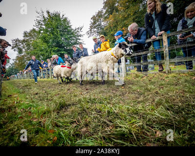 Courses de moutons à Masham Sheep Fair, North Yorkshire, Royaume-Uni Banque D'Images