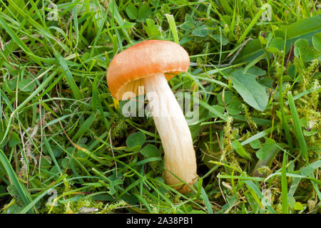 Cuphophyllus pratensis (pré wax cap) est un champignon répandu de vieux, terrains, court-sward des prairies (pâturages et prairies) dans les zones tempérées. Banque D'Images