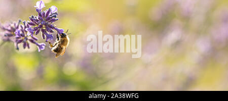 La collecte est d'abeilles honig à partir d'une fleur de lavande en face de l'arrière-plan flou Banque D'Images