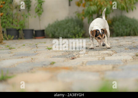 Peu à poil lisse Jack Russell Terrier est occupé à fouiner dans le jardin seul. Vieux chien de 13 ans. Banque D'Images