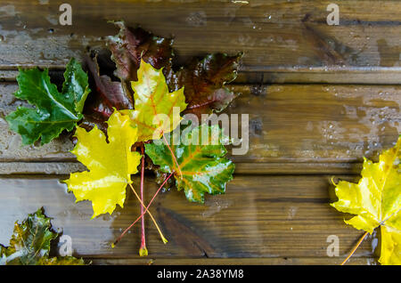 Automne fond multicolore. Feuilles d'érable, humide de la pluie. Banque D'Images