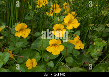 Monkey flower (Mimulus guttatus) croissant dans Shortcleuch l'eau, un ruisseau de montagne, collines Lowther, Leadhills, Frontières, Ecosse Banque D'Images