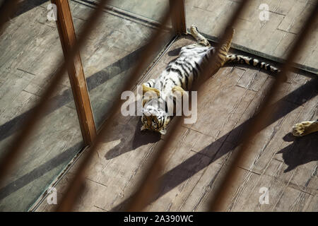 Tiger derrière les barreaux, détail de l'animal sauvage enfermé Banque D'Images