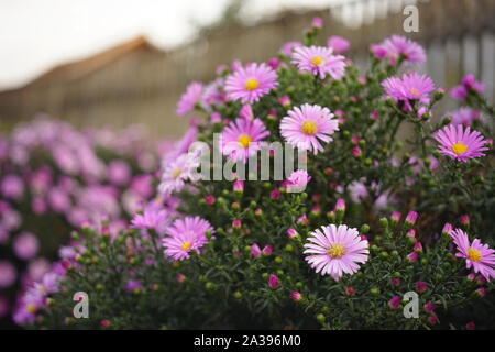 Fleurs lilas bush chrysanthème pousse dans le jardin Banque D'Images