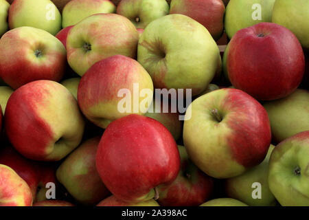 La pomme 'Gold' de la Couronne, les pommes, eaters, manger des pommes, la saine alimentation, Malus domestica Banque D'Images