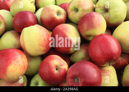 La pomme 'Gold' de la Couronne, les pommes, eaters, manger des pommes, la saine alimentation, Malus domestica Banque D'Images