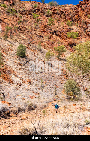 Un male hiker promenades en NDhala Gorge, une partie à distance de l'East MacDonnell Ranges en Australie centrale. Banque D'Images