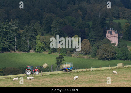 Un tracteur rouge chargement de balles de foin sur une remorque avec des moutons à l'avant-plan et Craigievar Castle sur un coteau boisé derrière Banque D'Images