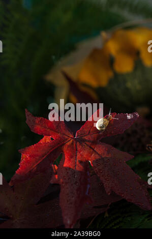 Tout petit escargot sur une feuille d'érable rouge automne Banque D'Images