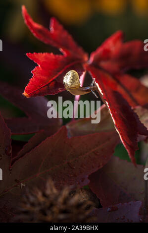 Tout petit escargot sur une feuille d'érable rouge automne Banque D'Images