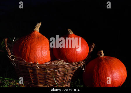 Trois gourdes hokkaido orange vif dans un panier en osier marron sur un fond sombre pour l'action de grâce ou à l'automne Halloween Banque D'Images