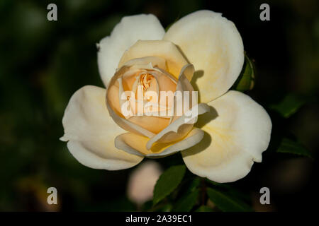 Beau portrait d'une fleur jaune avec un Lions sombre arrière-plan flou Banque D'Images