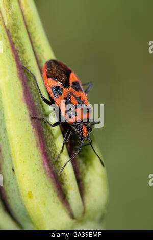 Corizus hyoscyami cannelle (Bug) sur une barbe (Tragopogon pratensis) capitule. Banque D'Images