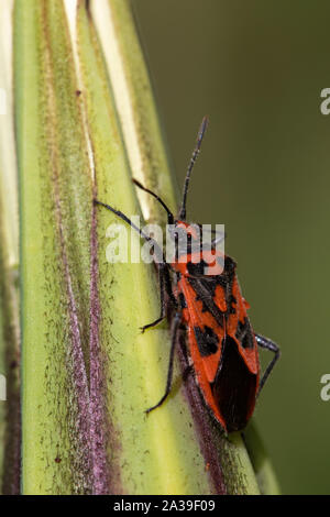 Corizus hyoscyami cannelle (Bug) sur une barbe (Tragopogon pratensis) capitule. Banque D'Images
