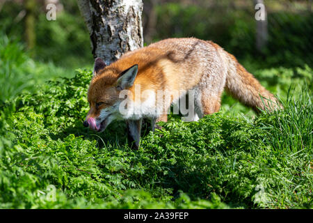 Le renard roux, Vulpes vulpes, le plus grand de la véritable les renards, comme vu à la British Wildlife Centre, Surrey, Angleterre Banque D'Images