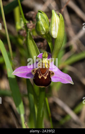 L'orchidée abeille (Ophrys apifera) flower Banque D'Images