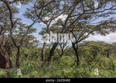 Regardant à travers l'égide thorn acacia arbres (Vachellia tortilis) pour le fond du cratère et la jante, le cratère du Ngorongoro, en Tanzanie Banque D'Images