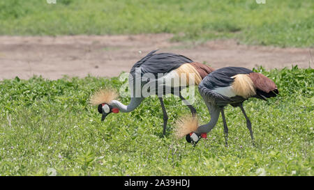 Paire de grues couronnées (Balearaica regulorullm) nourrir au printemps la végétation, le cratère du Ngorongoro, en Tanzanie Banque D'Images