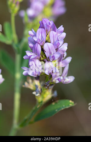 Medicago falcata ssp sativa - variété pourpre de luzerne de faucille (également connue sous le nom de Lucerne jaune, Medick de faucille ou Medick jaune) Banque D'Images