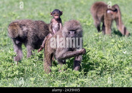 Les babouins (Papio anubis olive) avec bébé équitation maman est de retour, le cratère du Ngorongoro, en Tanzanie Banque D'Images