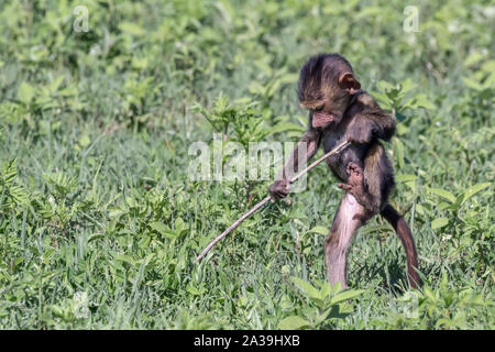 Le babouin (Papio anubis bébé) en jouant avec un bâton dans l'herbe fraîche, le cratère du Ngorongoro, en Tanzanie Banque D'Images