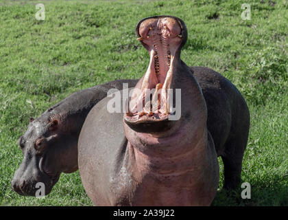 Paire d'Hippopotame (Hippopotamus amphibius) dans l'ouverture, l'un avec une large bouche ouverte, le cratère du Ngorongoro, en Tanzanie Banque D'Images