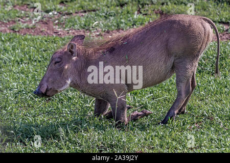 Jeune phacochère (Phacochoerus africanus) à genoux dans l'herbe mouillée pour se nourrir, le cratère du Ngorongoro, en Tanzanie Banque D'Images