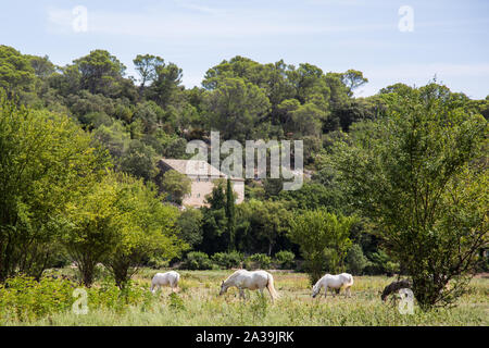 Uzès, France. 21 août, 2019. Chevaux blancs près de la source de l'Eure. Credit : Mark Kerrison/Alamy Live News Banque D'Images