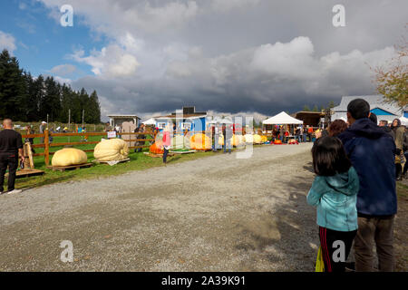 Citrouille géante Peser le décollage, Langley, C.-B.), Canada. 5 octobre, 2019. Un grand angle de vue des citrouilles géantes en attente d'être pesé avec les spectateurs à la recherche sur. Banque D'Images