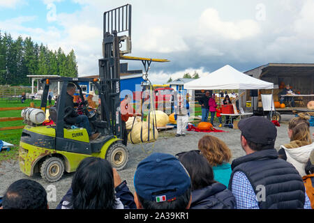 Citrouille géante Peser le décollage, Langley, C.-B.), Canada. 5 octobre, 2019. Opérateur de chariot élévateur déménagement une citrouille géante avec les spectateurs à la recherche sur. Banque D'Images