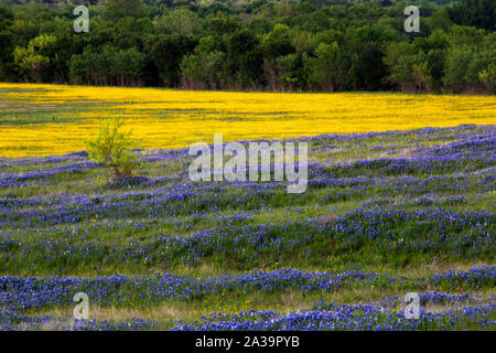 Violet et jaune champ de fleurs sur le sentier près de Ennis Texas Bluebonnet Banque D'Images