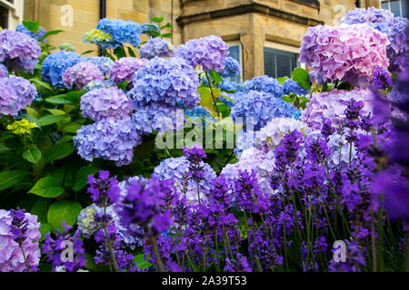 Belle couleur, trois fleurs d'hortensias en dehors de l'anglais des maisons, Close up Banque D'Images