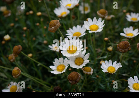 Plusieurs fleurs daisy avec gouttes de pluie contre l'herbe verte. Banque D'Images