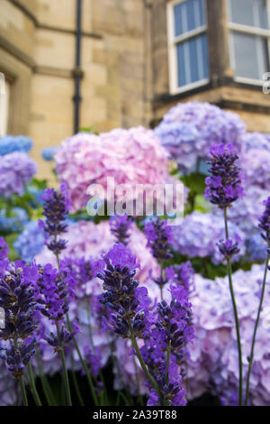 Belle couleur, trois fleurs d'hortensias en dehors de l'anglais des maisons, Close up Banque D'Images