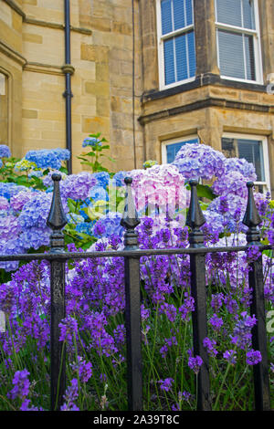 Belle couleur, trois fleurs d'hortensias en dehors de l'anglais des maisons, Close up Banque D'Images