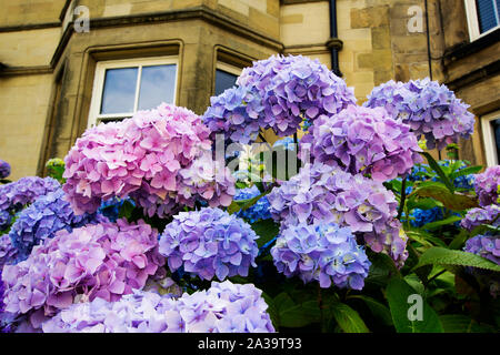 Belle couleur, trois fleurs d'hortensias en dehors de l'anglais des maisons, Close up Banque D'Images