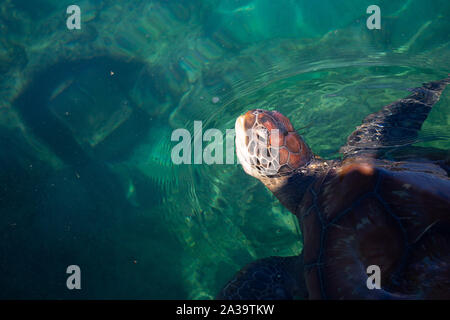 La tortue verte Chelonia mydas atteignant un sommet de l'eau à la musée Kélonia à l'île de la réunion. Banque D'Images