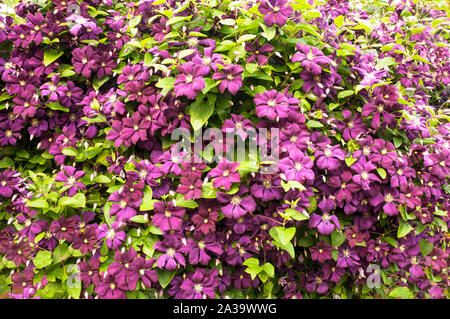 Clematis Le président d'un groupe 2 escalade floraison précoce clematis couvert de grandes fleurs violettes et est entièrement et décidues hardy Banque D'Images