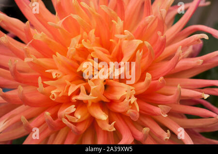 Close up of rose-orange Parc Princess un cactus dahlia plante tubéreuse qui est la moitié de feuillus et hardy Banque D'Images